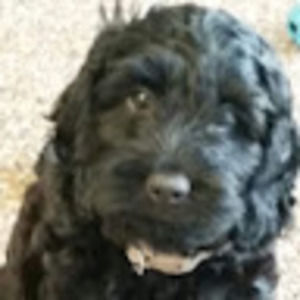 Meet your Posher, Lola